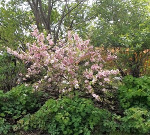 flowering plum 2