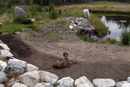 big northern dogs Yukon dogs summer north