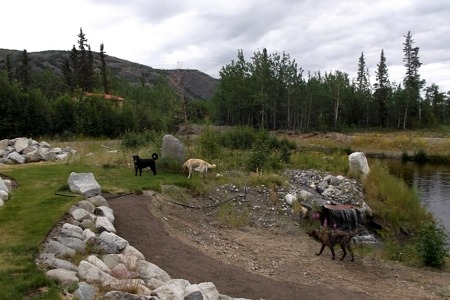 big beautiful dogs Yukon