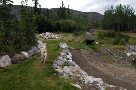 big dogs northern dogs landscaping north Yukon