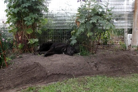 black labrador dog Yukon northern landscaping