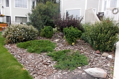 shrub bed rehabilitation