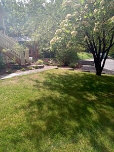 mature trees, stone path and steps, new planting