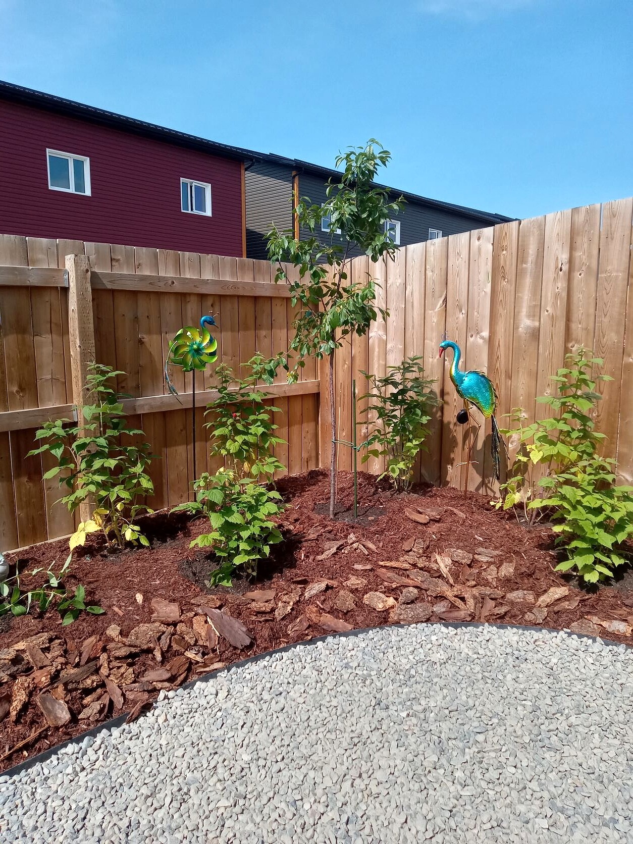 Evans cherry tree with raspberries in a tiny yard