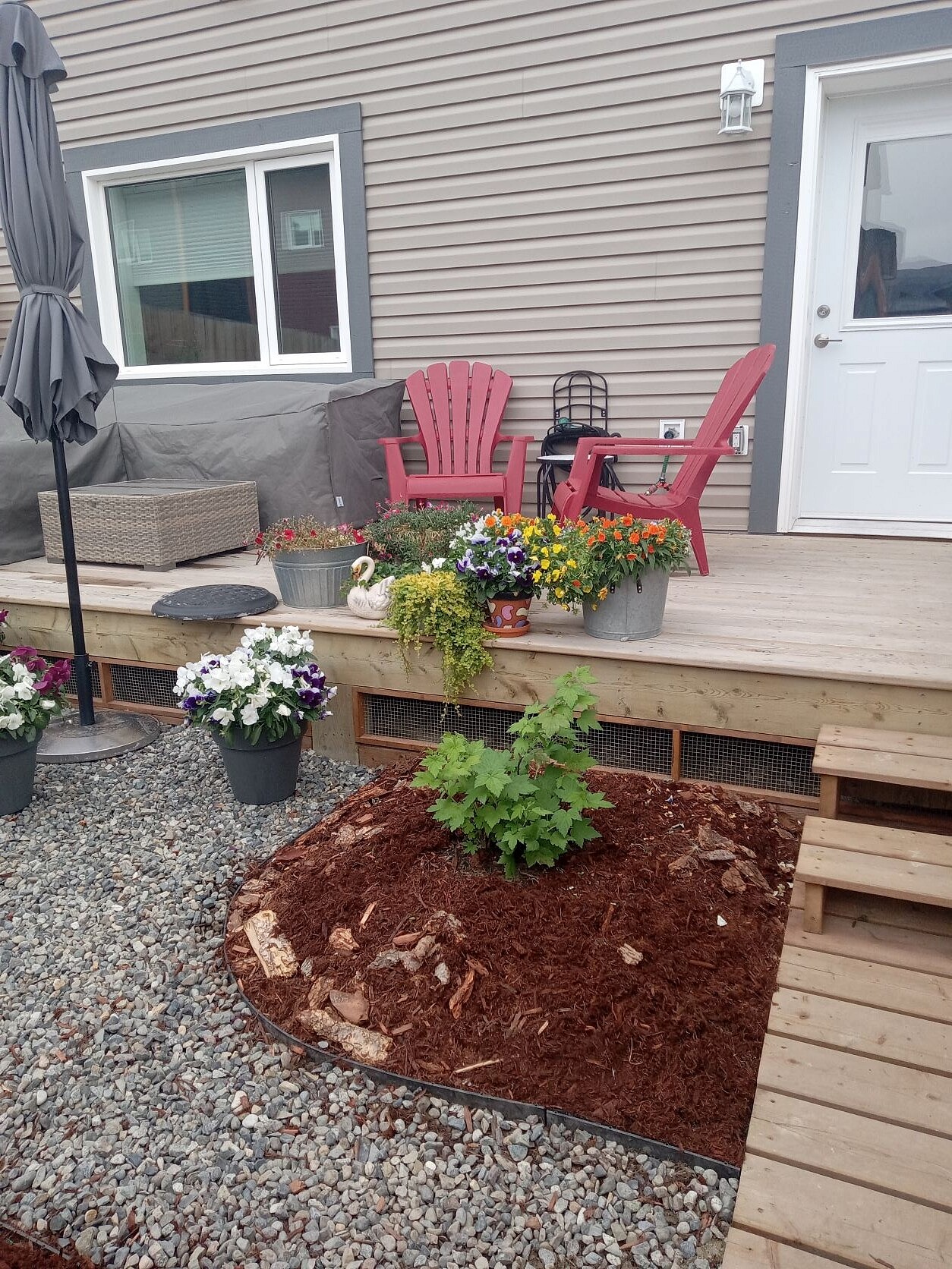 black currant shrub bed against boardwalk and gravel pad