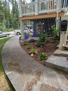 bergenia, currants, flagstone walkway