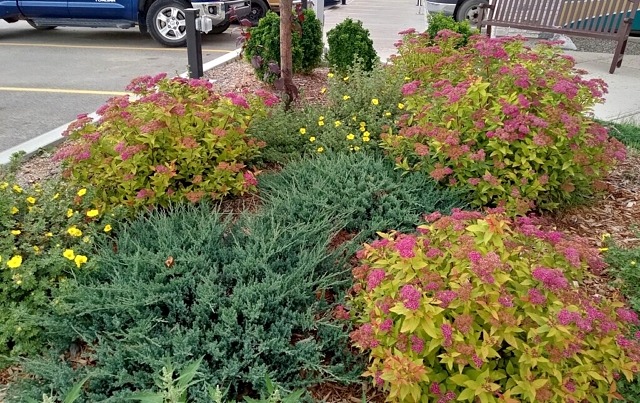 junipers, spirea, potentilla