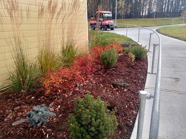 feather reed grass, spirea, potentilla