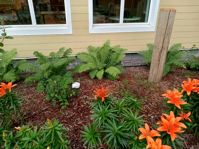 shade planting, ferns, lilies