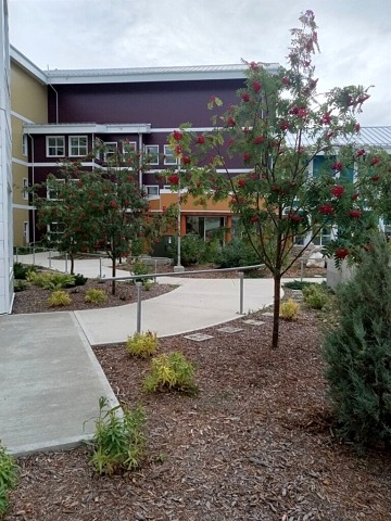 mountain ash, patio stones, northern plants